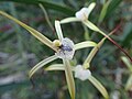 Caladenia denticulata subsp. denticulata