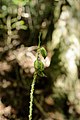 Calanthe davidii