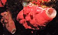 Calcareous Sponge (Leucetta primigenia) (8478940474).jpg