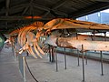Lo scheletro di una balena nella galleria dei cetacei del museo