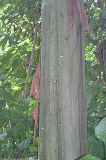 <i>Calycophyllum spruceanum</i> species of plant