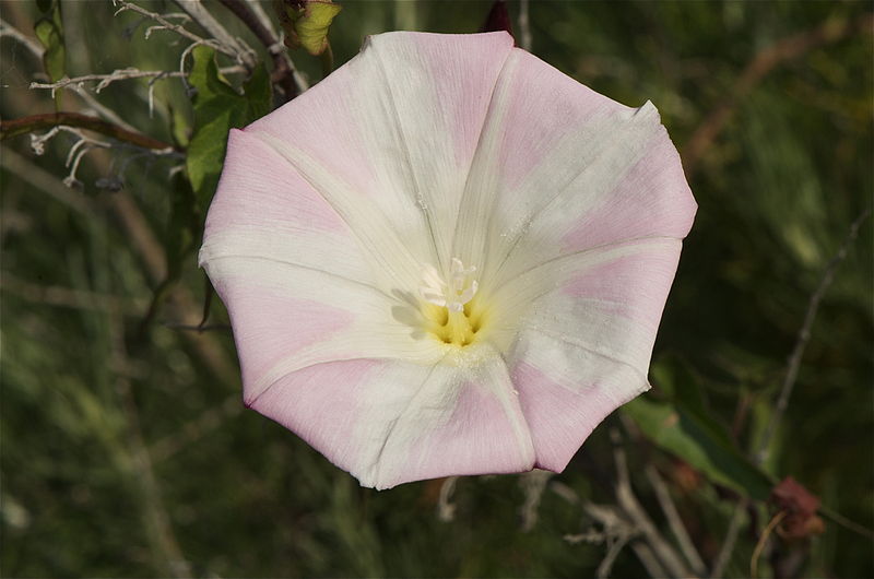 File:Calystegia macrostegia (1).jpg