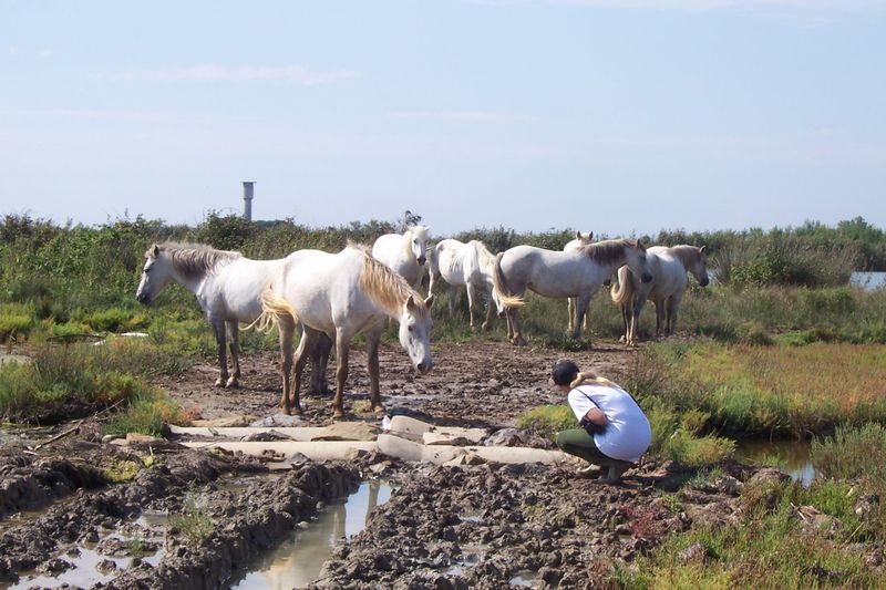 File:Camargue naturally approached 1.jpg