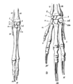 Cambridge Natural History Mammalia Fig 085.png