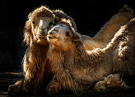 Camel's Love