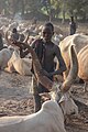 * Nomination Cattle camp of the Mundari tribe, Terekeka, South Sudan --Poco a poco 19:17, 12 April 2024 (UTC) * Promotion  Support Good quality. --Rjcastillo 19:27, 12 April 2024 (UTC)