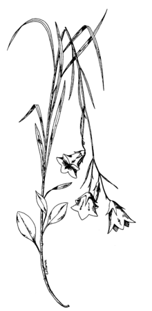 Campanula petiolata illustrated by CJ Marvin, from Wild Flowers and Trees of Colorado by Francis Ramaley 1909 Campanula petiolata line drawing.png