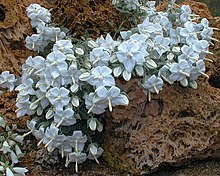 Campanula troegerae.jpg