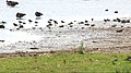 Canada geese and Lapwings (50281607378).jpg