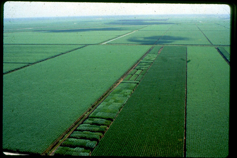 File:Canal Point Florida Sugarcane from Air 1968.jpg