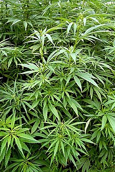 конопля и марихуана это одно и то же растение