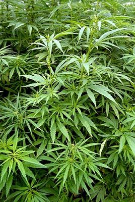 Hanfpflanze (Cannabis sativa)