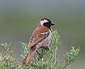 Cape Sparrow - Flickr - Ragnhild & Neil Crawford.jpg