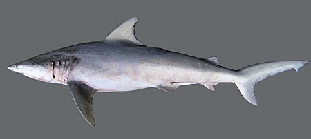 Carcharhinus isodon TPWD.jpg