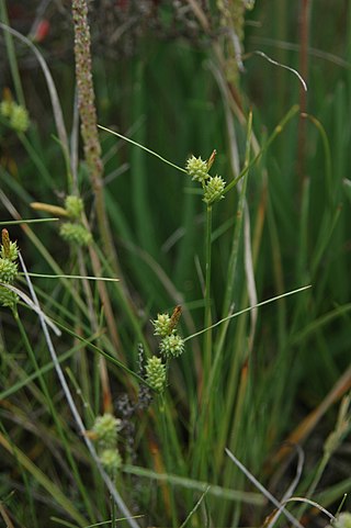 <i>Carex extensa</i> Species of grass-like plant