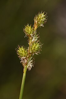 <i>Carex feta</i> Species of sedge in the family Cyperaceae