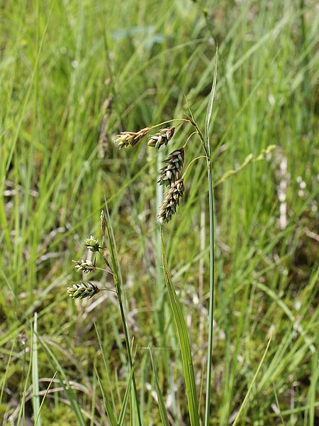 File:Carex paupercula Oulu, Finland 12.06.2013.jpg