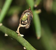 C. arborea fruit Carmichaelia.arborea.ripe.pod.jpg