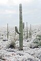 Snegom pokriveni saguaro blizo Tusona, Arizona