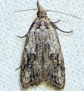 <i>Carposina simulator</i> Species of moth