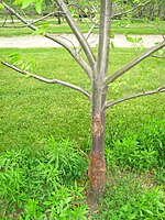 Castanea dentata - rouille 1.jpg