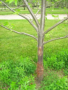 Castanea dentata - blight 1.jpg