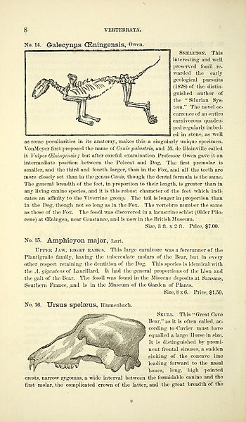 File:Catalogue of casts of fossils BHL39944005.jpg