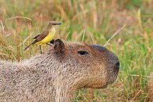 Capybara surmonté d'un oiseau, le Moucherolle querelleur