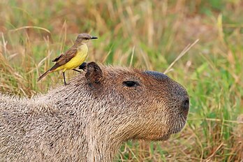 Suiriri-cavaleiro (Machetornis rixosa rixosa) sobre uma capivara macho (Hydrochoeris hydrochaeris) no Pantanal, Brasil (definição 3 282 × 2 187)