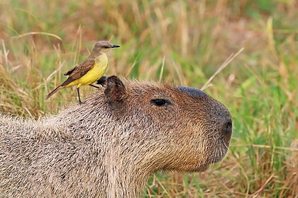 Suiriri-cavaleiro (Machetornis rixosa rixosa) sobre uma capivara macho (Hydrochoeris hydrochaeris) no Pantanal, Brasil (definição 3 282 × 2 187)