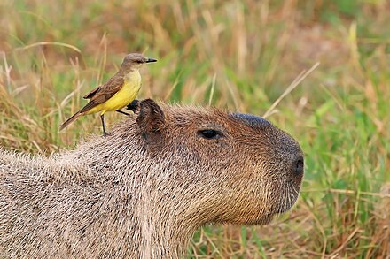 Cattle tyrant on a capybara
