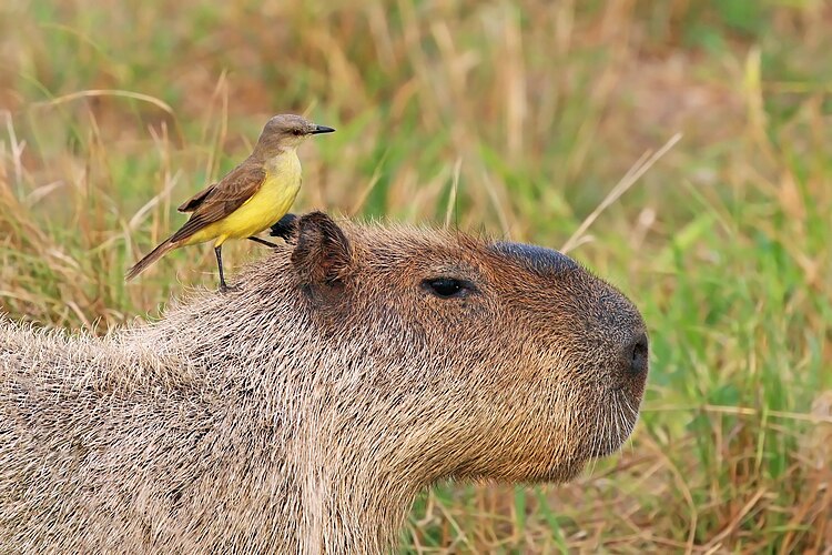 Коровий тиранн (Machetornis rixosus), стоящий на голове самца капибары (Hydrochoerus hydrochaeris)