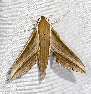 <i>Cechetra minor</i> Species of moth