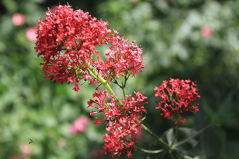 File:Centranthus ruber ( Valerian) (42857182901).jpg