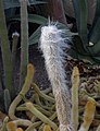 * Nomination Old man cactus (Cephalocereus senilis) at the New York Botanical Garden. --Rhododendrites 04:19, 15 May 2018 (UTC) * Promotion  Support Good quality.--Famberhorst 05:24, 15 May 2018 (UTC)