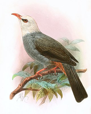 <span class="mw-page-title-main">White-headed bulbul</span> Species of bird