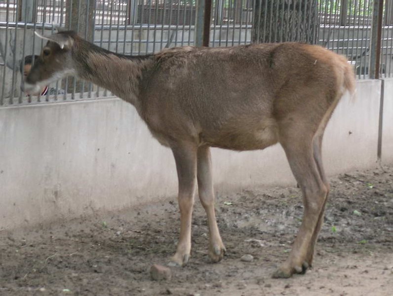 File:Cervus albirostris female.jpg