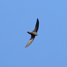 Sick's swift Chaetura meridionalis-Sick's Swift.jpg