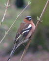 Chaffinch.jpg