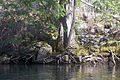 Chamaecyparis lawsoniana Rogue River 1.jpg