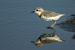 Thumbnail for Chestnut-banded plover