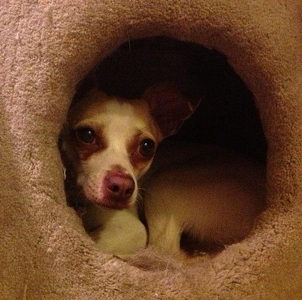 File:Chihuahua in a Cat Condo.jpg