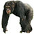 Chimpanzee male white background.jpg