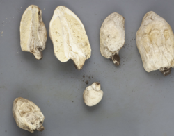 Chlorophyllum agaricoides (Denver Botanic Gardens Herbarium of Fungi).png