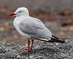 Chroicocephalus novaehollandiae scopulinus, Kaikōura, New Zealand 08.jpg