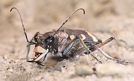 Cicindela hybrida