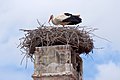 Ciconia ciconia nest, Rust, Burgenland, Austria, 20220425 1329 5068.jpg