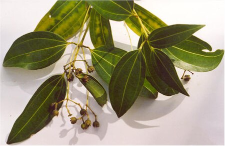 Cinnamomum verum1.jpg