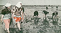 羽田沖の潮干狩り（1937年）