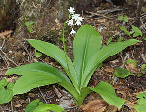 Habit, leaves and inflorescence of Clintonia udensis